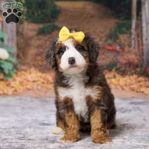 Kyra, Mini Bernedoodle Puppy